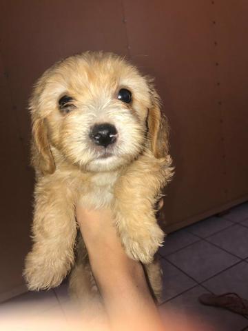 Vendo filhotes de poodle com maltês - Foto 5