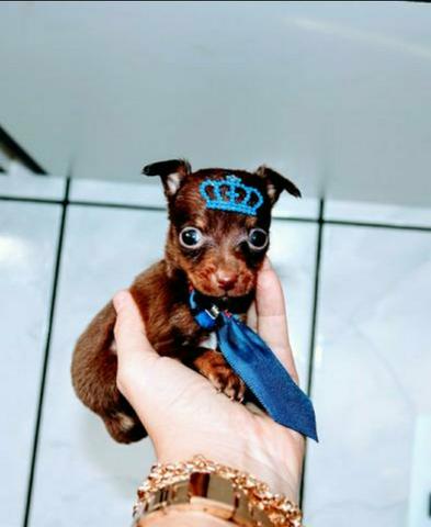 Pinscher mini mini - Foto 3