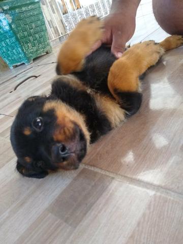 Rottweiler - Foto 3