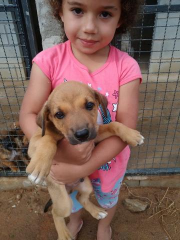 Cachorro vira lata doação