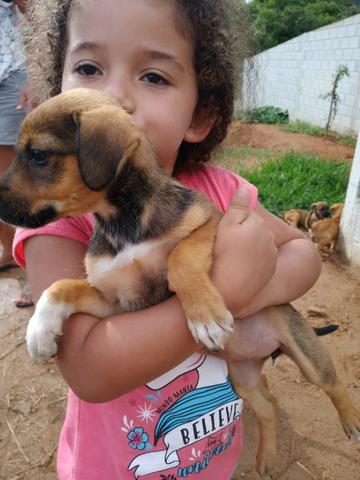 Cachorro vira lata doação - Foto 3