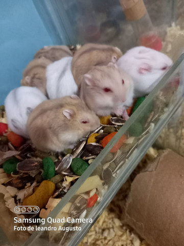 Hamster anão russo filhotes saudáveis