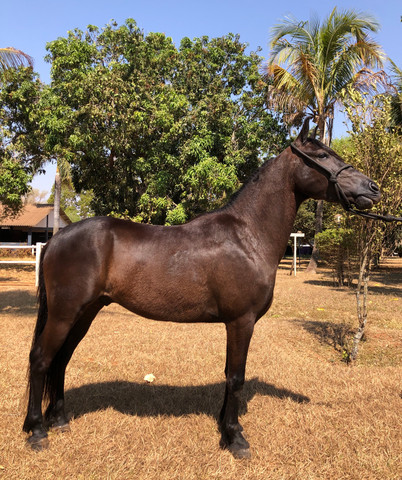 Cavalo Manga Larga Marchador - Foto 2