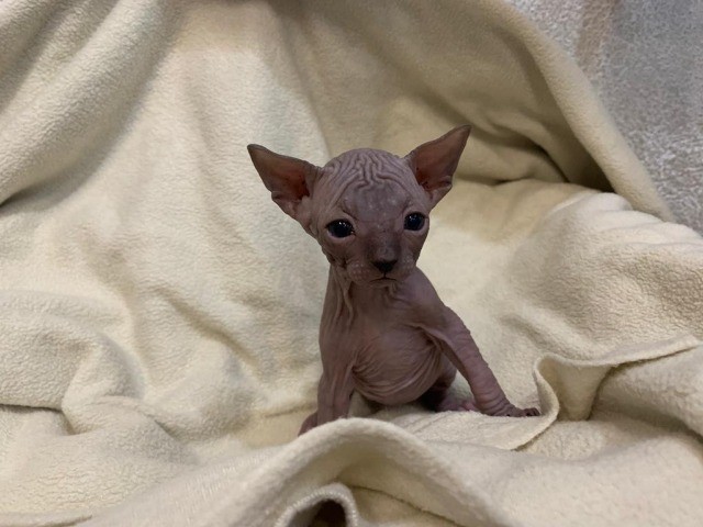 sphynx