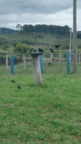 Lindo Sítio na Serra Catarinense - Foto 5