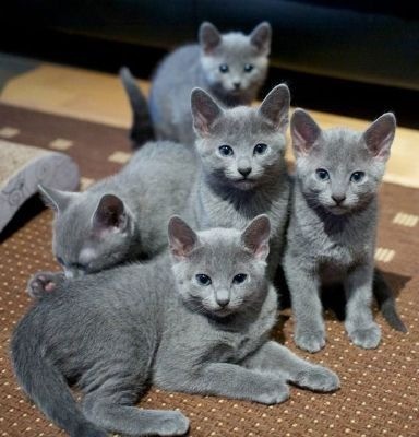 russian blue