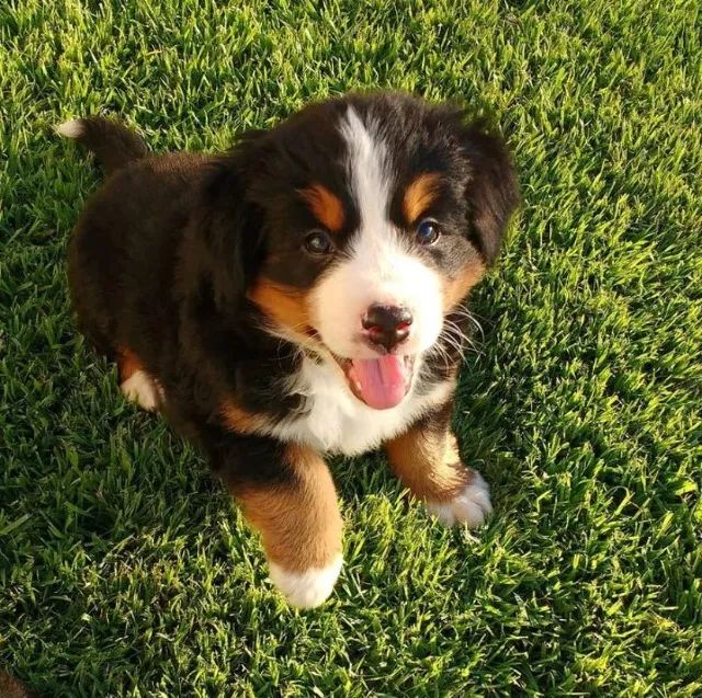 Bernese olx hot sale