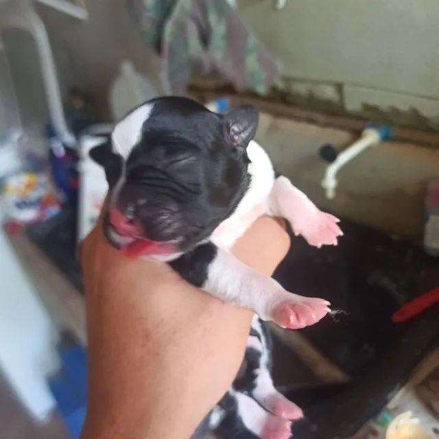 Filhotes de American staffordshire 