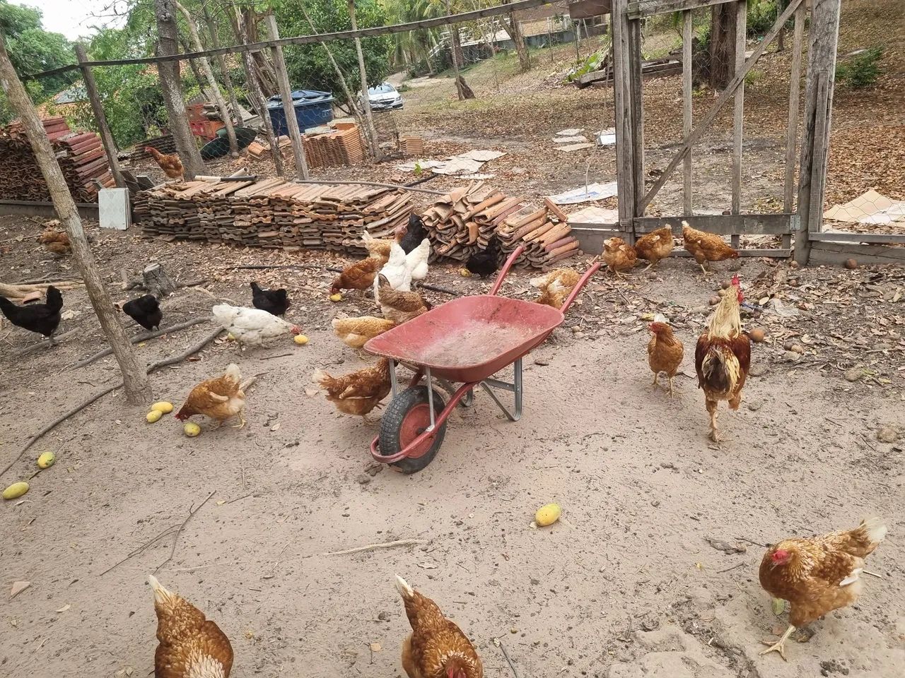 Galinhas caipiras - R$ 40 cada - Foto 2