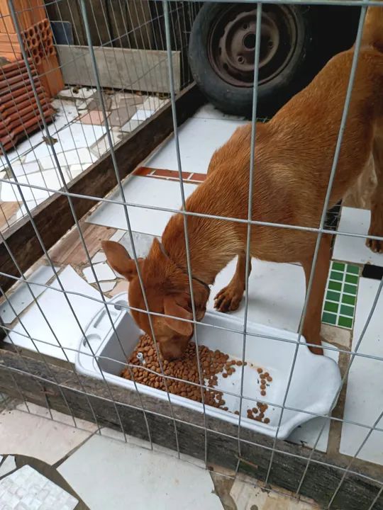 Cachorro caramelo para adoção - Foto 3