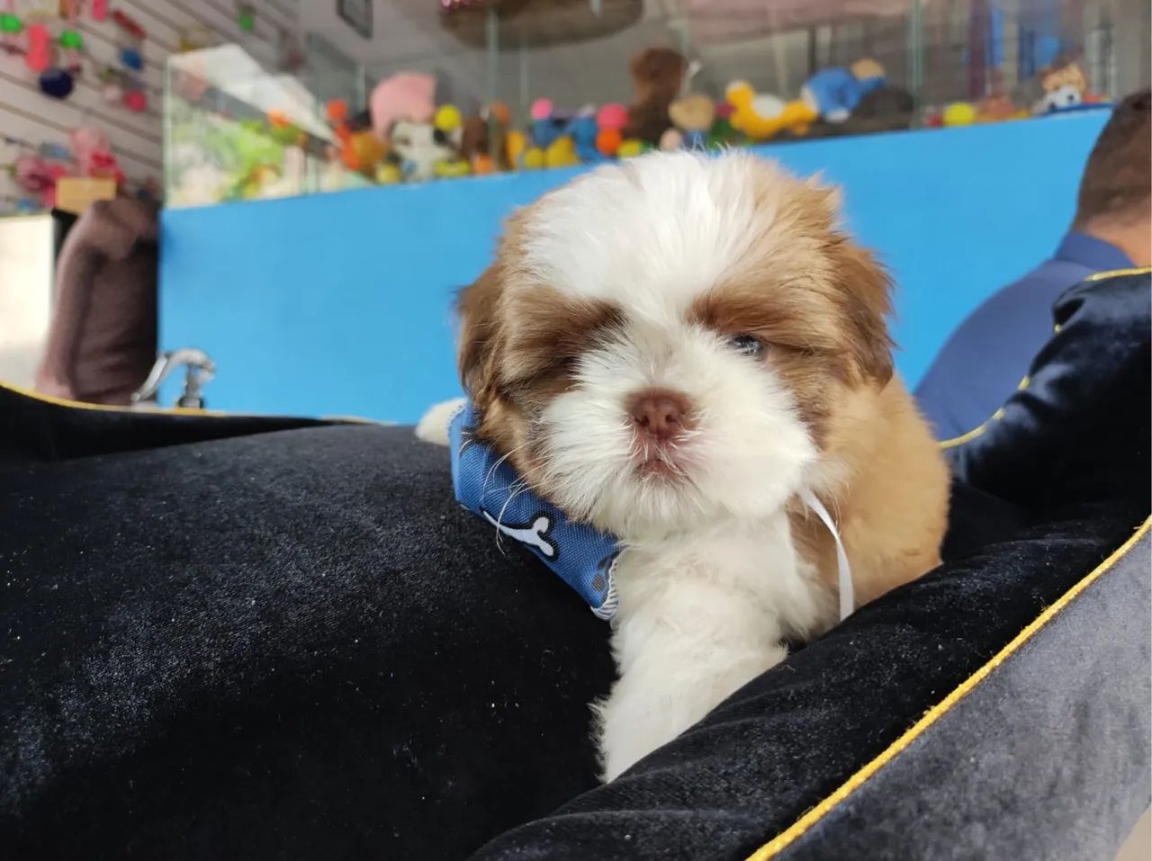 Shih tzu macho branco e caramelo linhagem chocolate $1.100,00