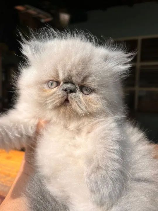 Persas diversas cores  - Foto 3