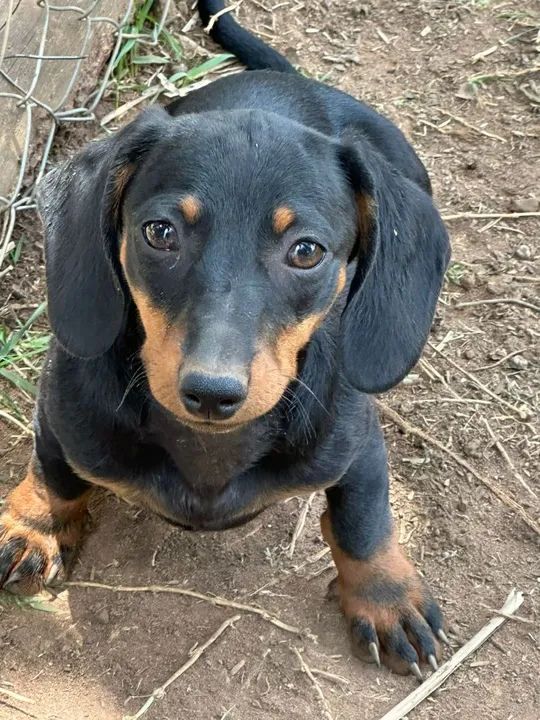 FILHOTES DE DACHSHUND (Basset) - Foto 4