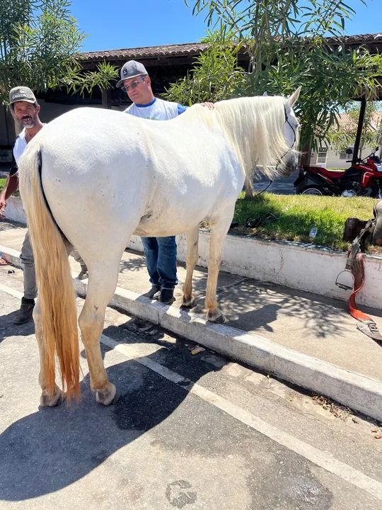 Cavalo Branco - Manso e Domado