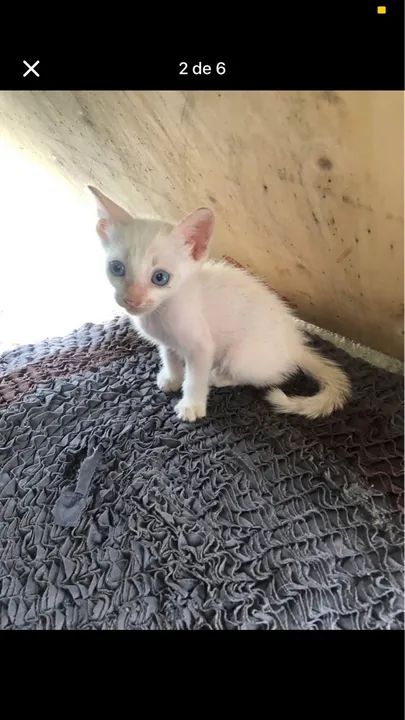 Gatinhos adoção responsável  - Foto 2