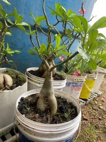 Flor do deserto  - Foto 3