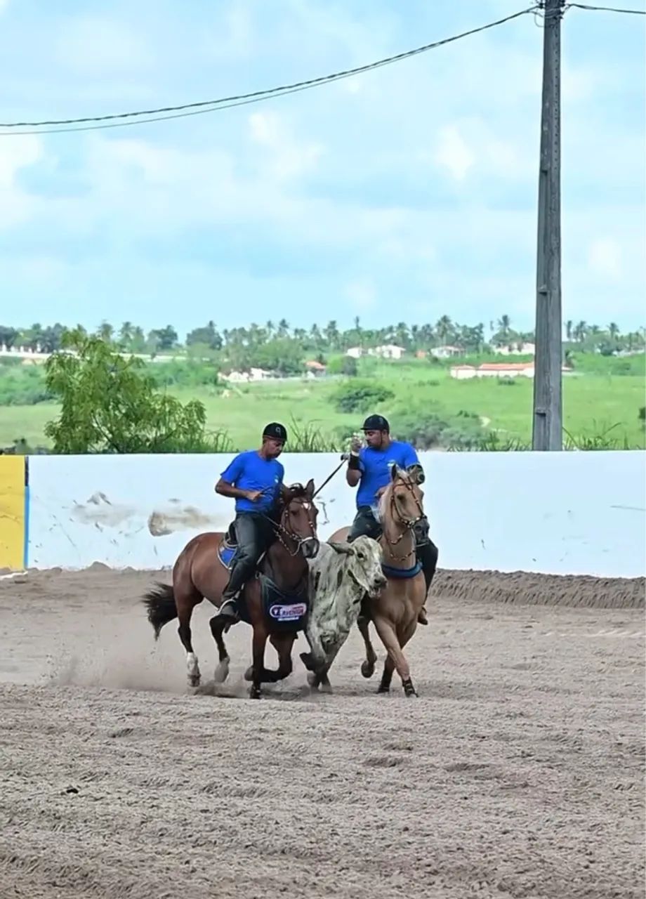 Égua craque na esteira* - Foto 4