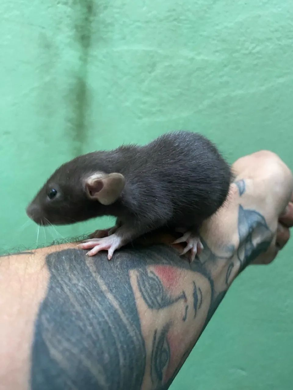 Pet Twister - pet mercol - Ratolandia roedores e cia 