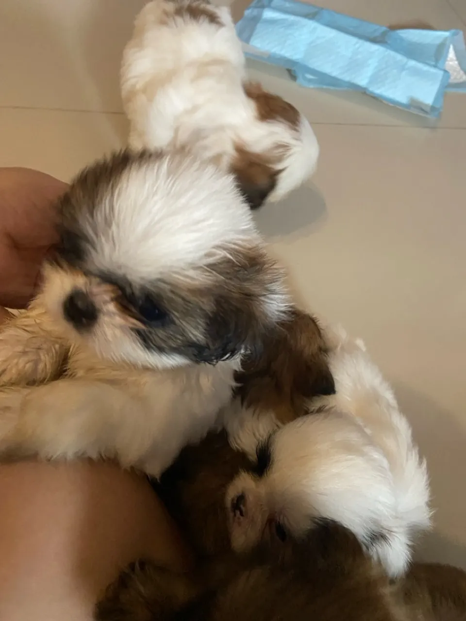 Filhotes Shih Tzu Lindos e Fofos