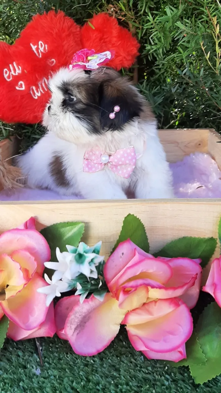 Linda Baby Shih-tzu Vacinada com entrega e higienização gratuita.