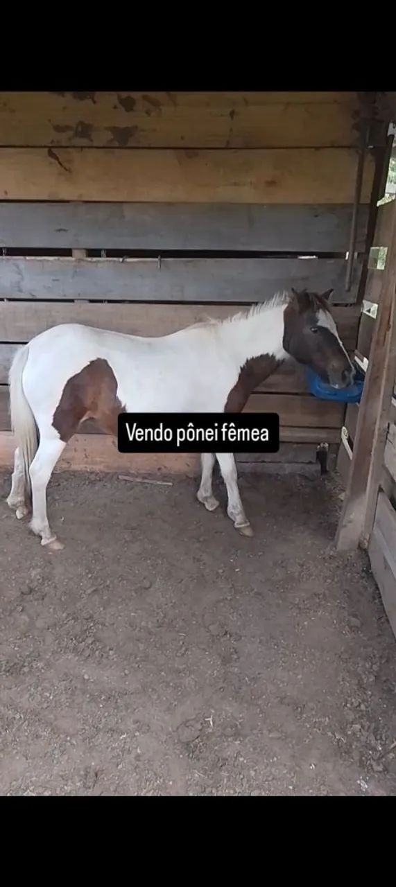Pônei fêmea para venda