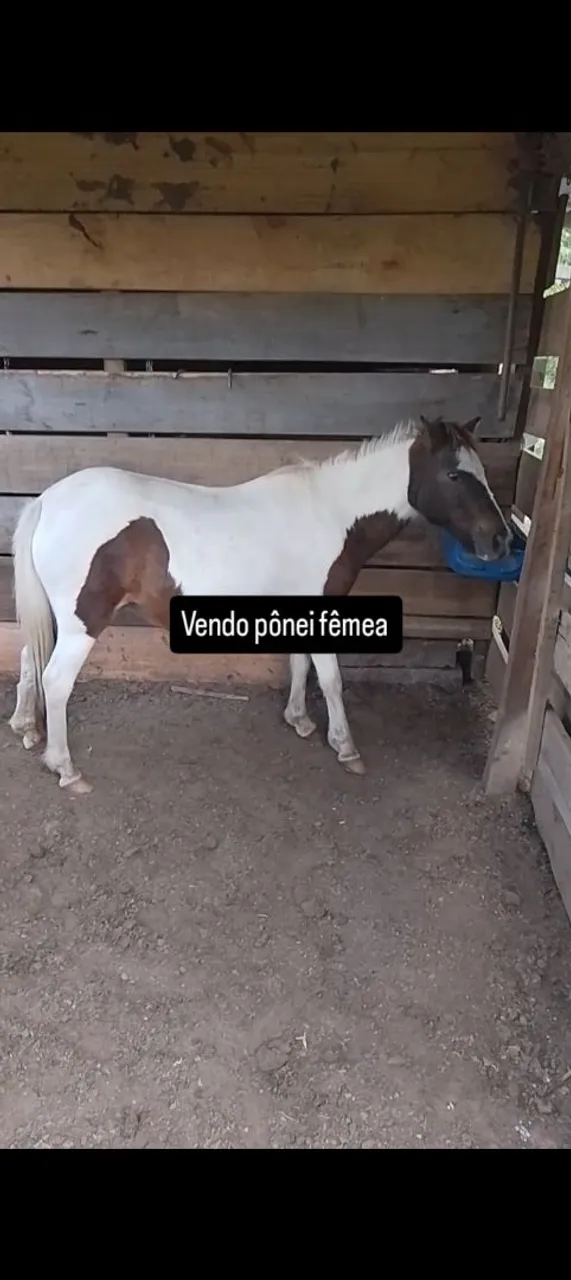 Pônei fêmea para venda