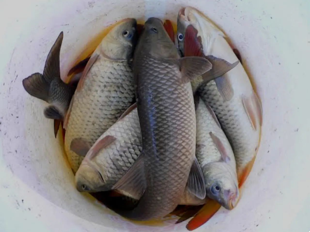 Peixe fresco para venda - Foto 2