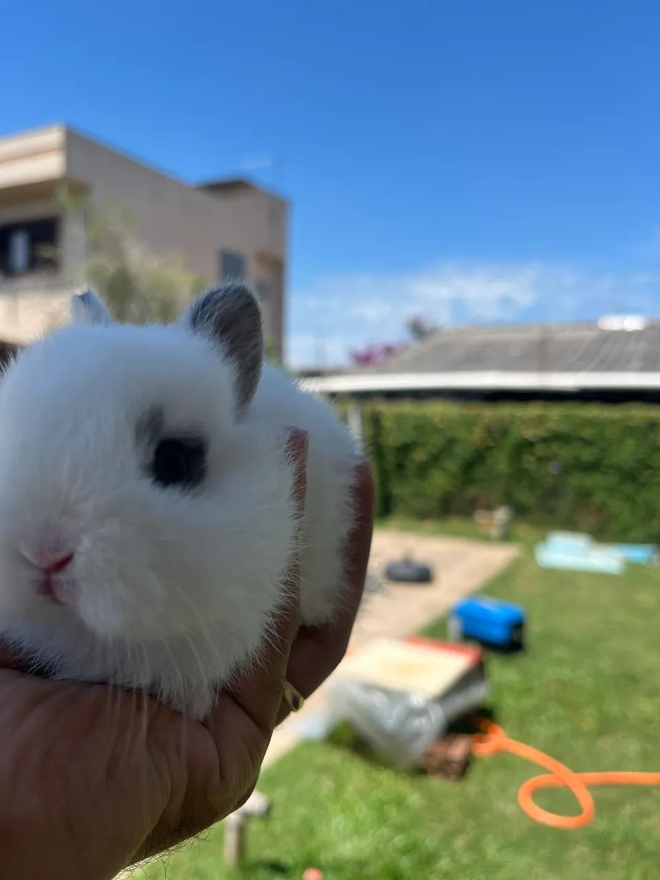 Filhote coelho - Foto 2