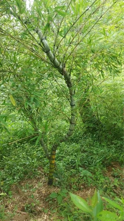 Bambus mosso grande  - Foto 2