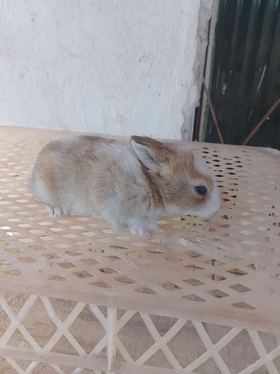 Coelhinho filhote  - Foto 3