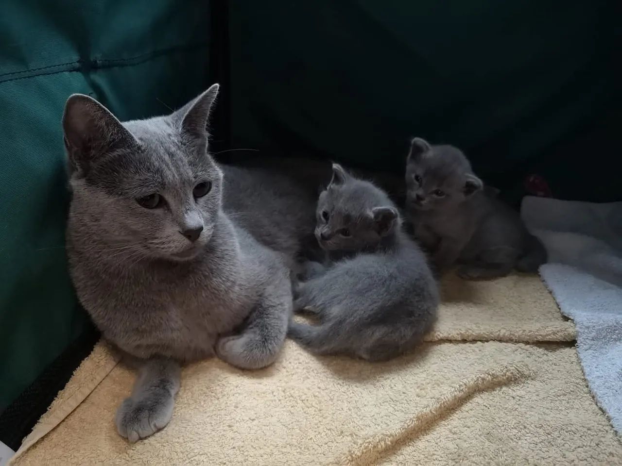 Filhotes de russian blue anti-alérgicos 
