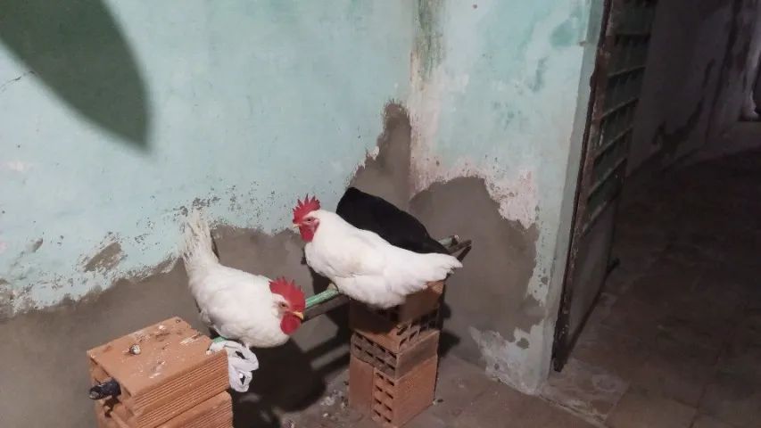 Galinha da raça leghorne  - Foto 2