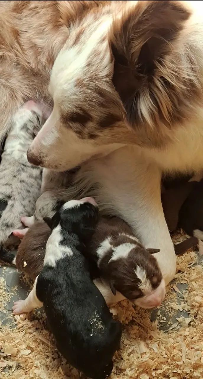 Border Collie insta @border.collie.br - Foto 4
