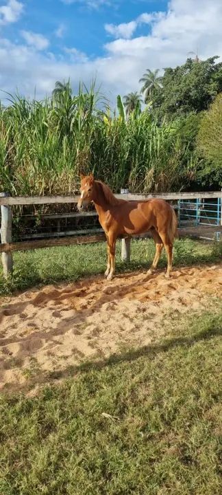 Potro registrado filho do Fajardo do Timbó !!! - Foto 3