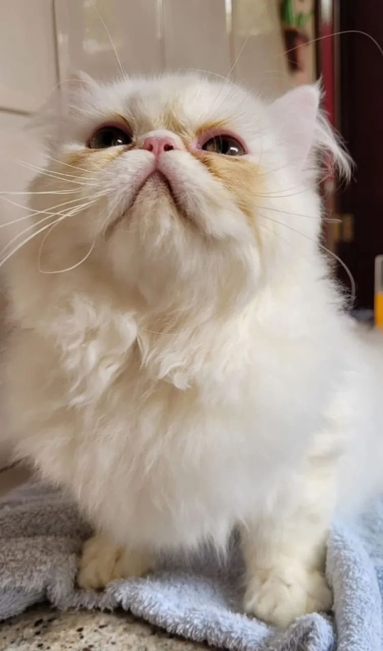 Gatinhos Persa - Branco - Foto 2