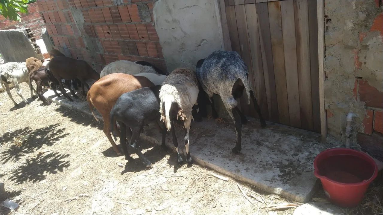 Ovelhas e carneiros pra venda 