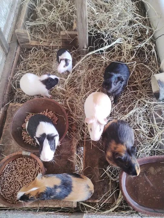 Vendo criação de Porquinho da índia - Foto 2