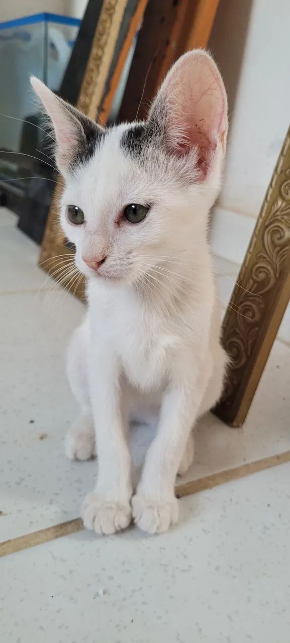 Fêmea 4 meses - Foto 3