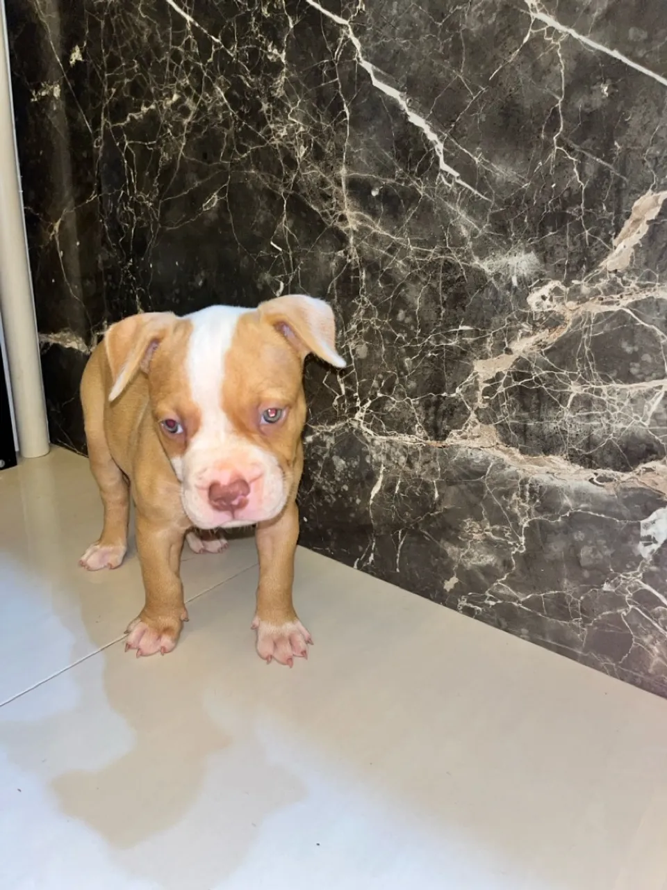 American Pitbull