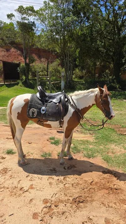 Égua Piquira Mansa - Foto 4