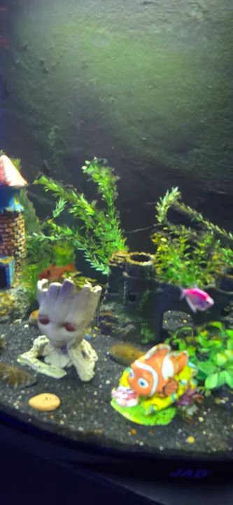 Aquário boyu - Foto 3