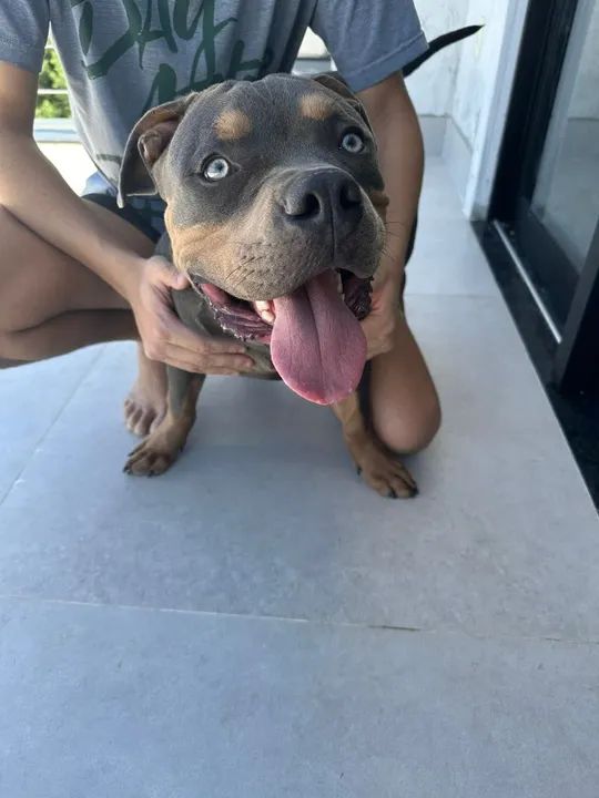 American Bully com 7 meses, macho - Foto 2