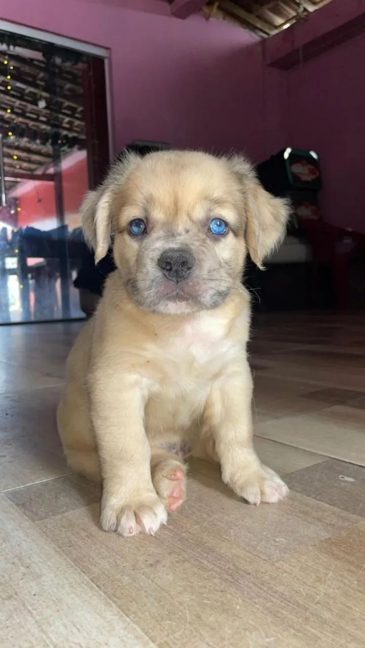 Filhotes de Pitmoster 