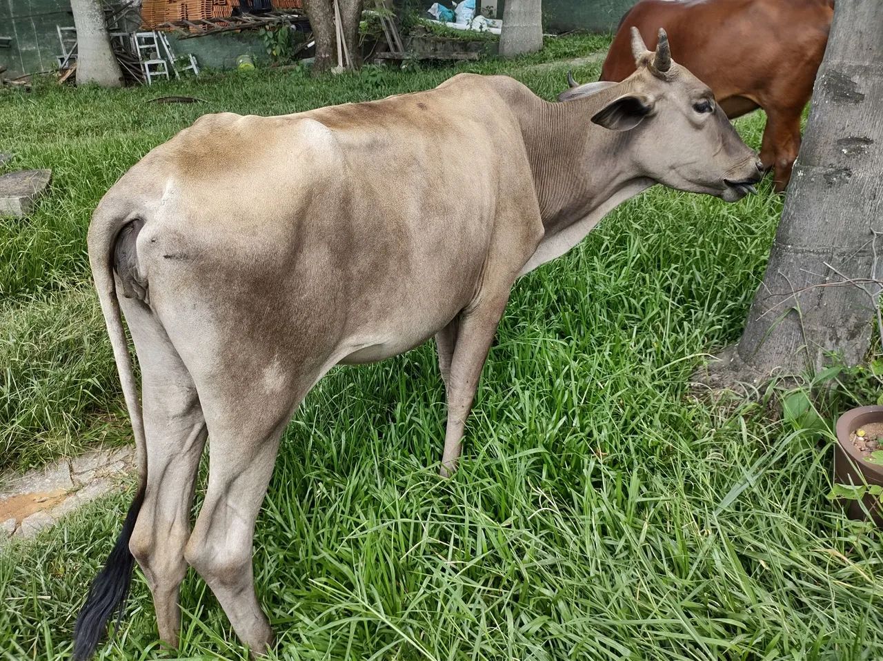 Vaca Novilha Bezerra  - Foto 3