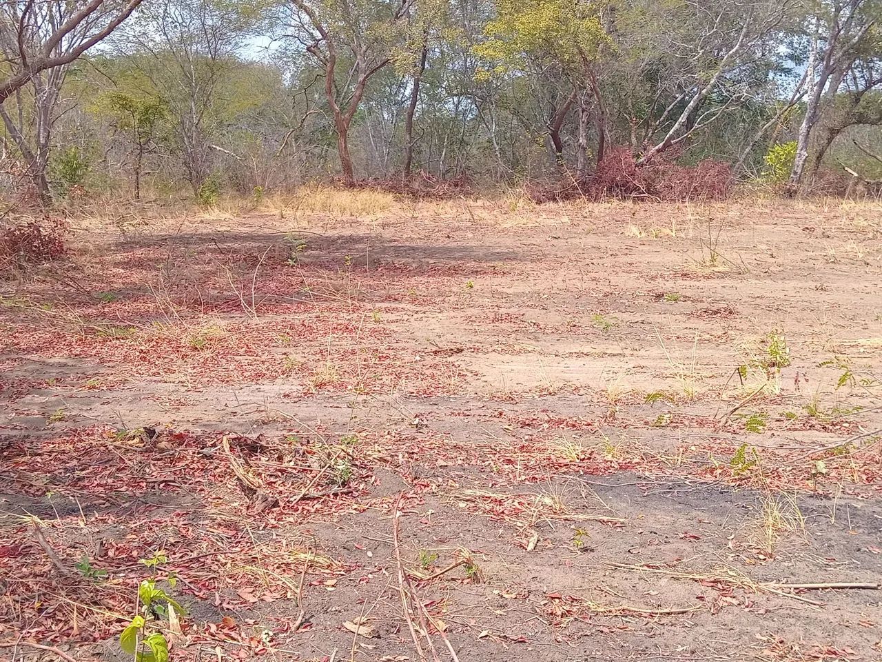 Fazenda  propriedade para soja gado e milho  - Foto 5
