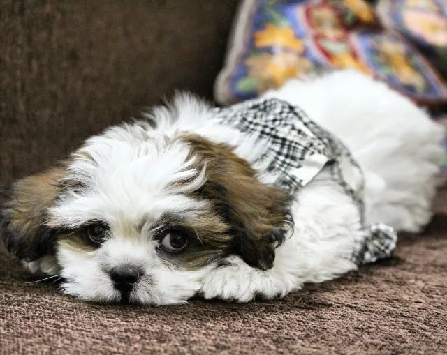 Lhasa Apso Femea Filhotes de Alto Padrão - Qualidade que se Vê, Garantia que se Comprova