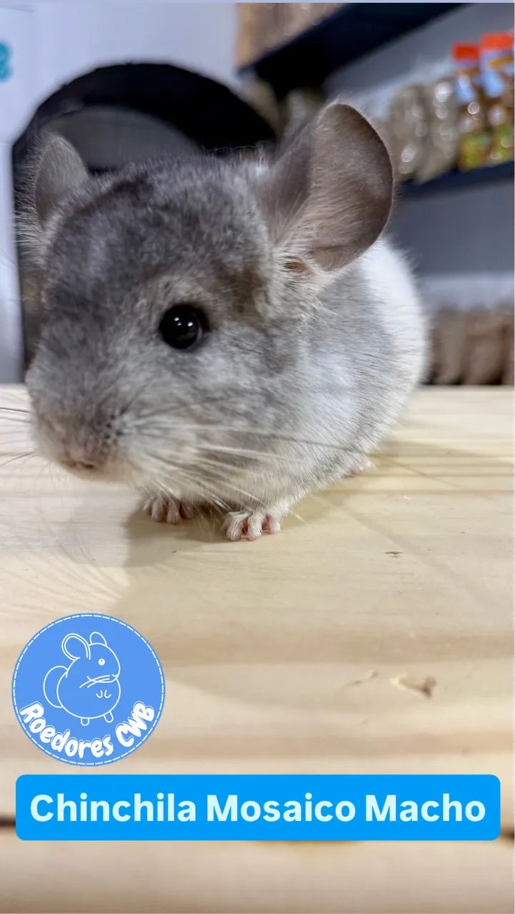 Chinchilas Mansas (Roedores CWB) - Foto 3