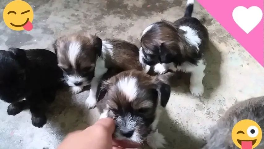 Peludinhos  9 97OI 807I