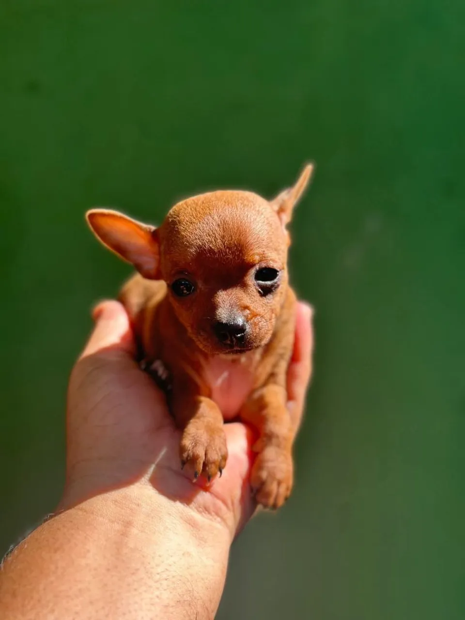Filhote de Pinscher 0