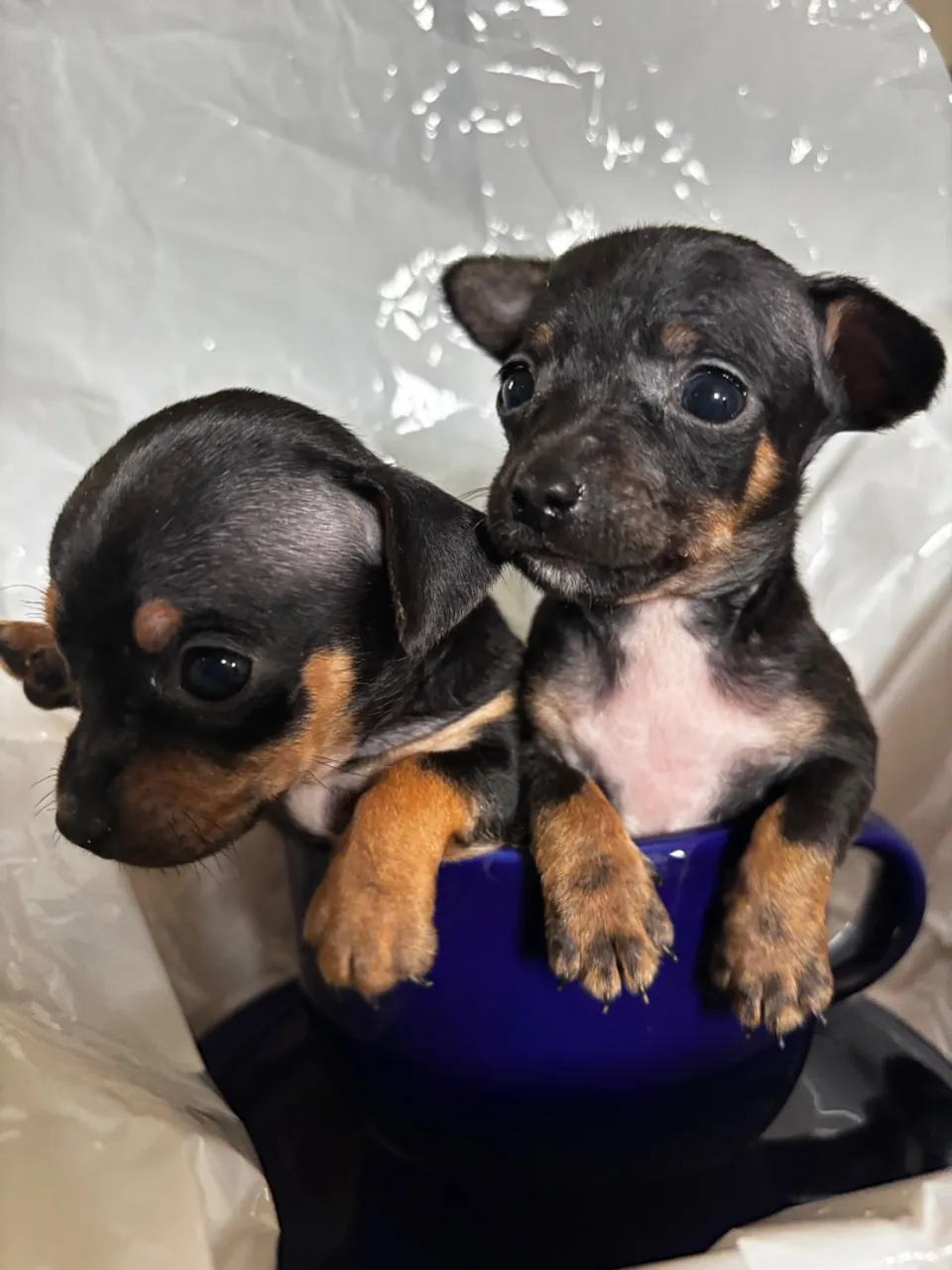Filhotes de Pinscher Miniatura para adoção